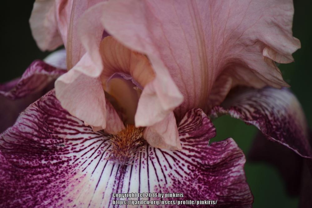 Photo of Tall Bearded Iris (Iris 'Cupid's Arrow') uploaded by pinkiris