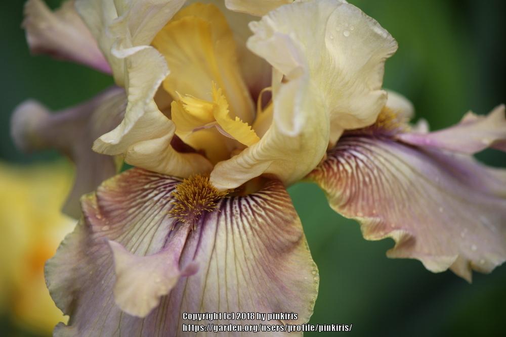 Photo of Tall Bearded Iris (Iris 'Thornbird') uploaded by pinkiris