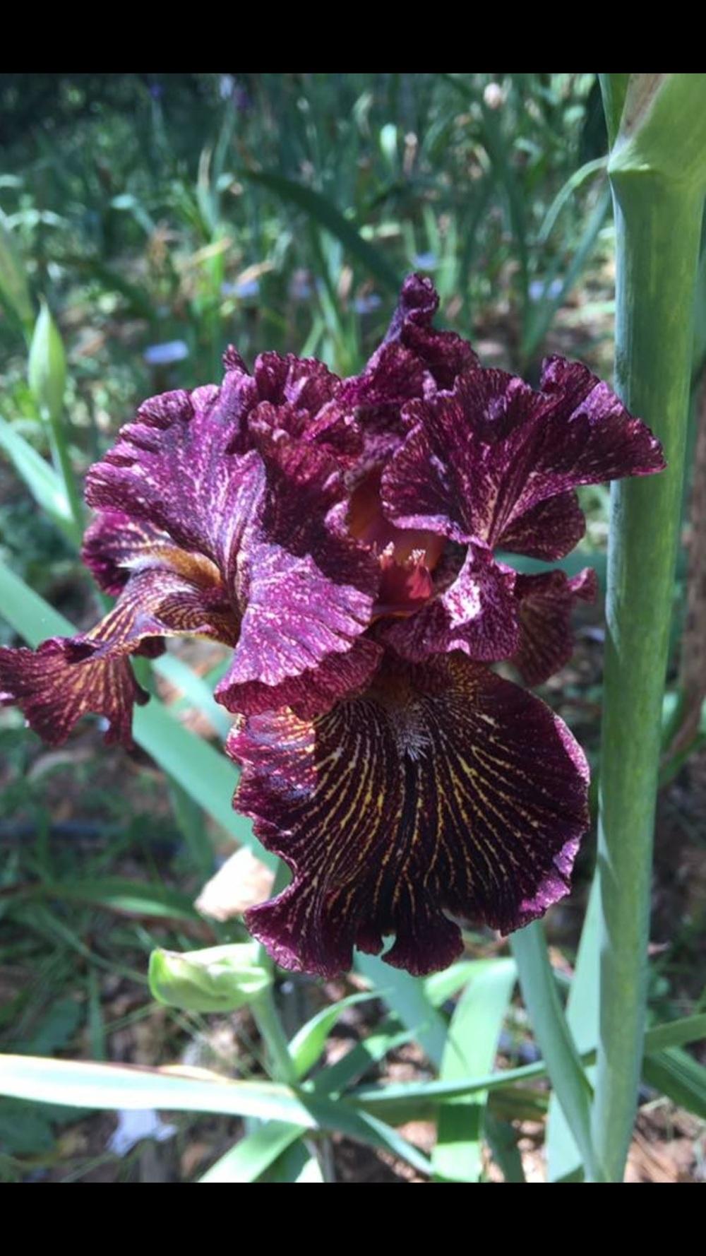 Photo of Tall Bearded Iris (Iris 'Dark Energy') uploaded by Charriet