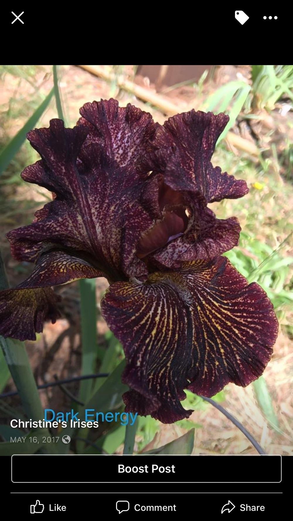 Photo of Tall Bearded Iris (Iris 'Dark Energy') uploaded by Charriet