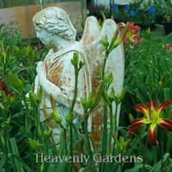 
Photo courtesy of Heavenly Gardens, used with permission