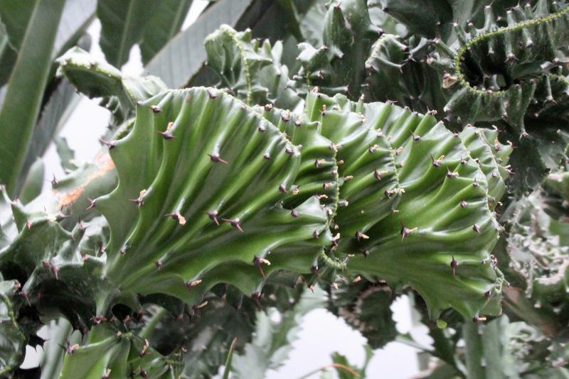 Photo of Elkhorn (Euphorbia lactea 'Cristata') uploaded by RuuddeBlock