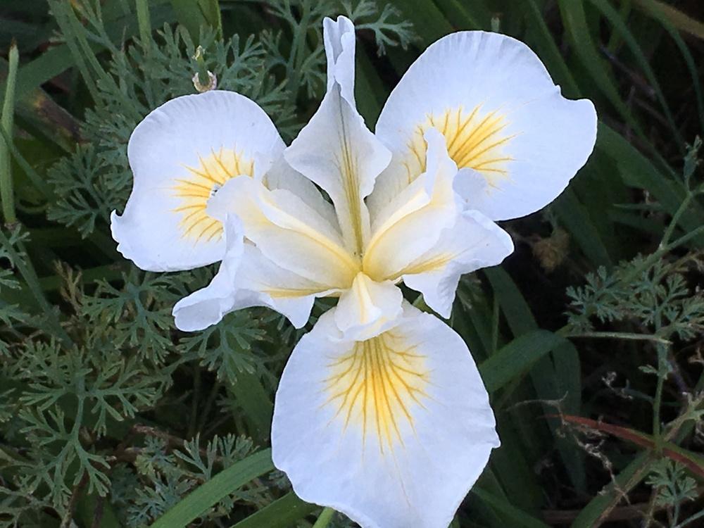 Photo of Pacific Coast Iris (Iris 'Canyon Snow') uploaded by lilpod13