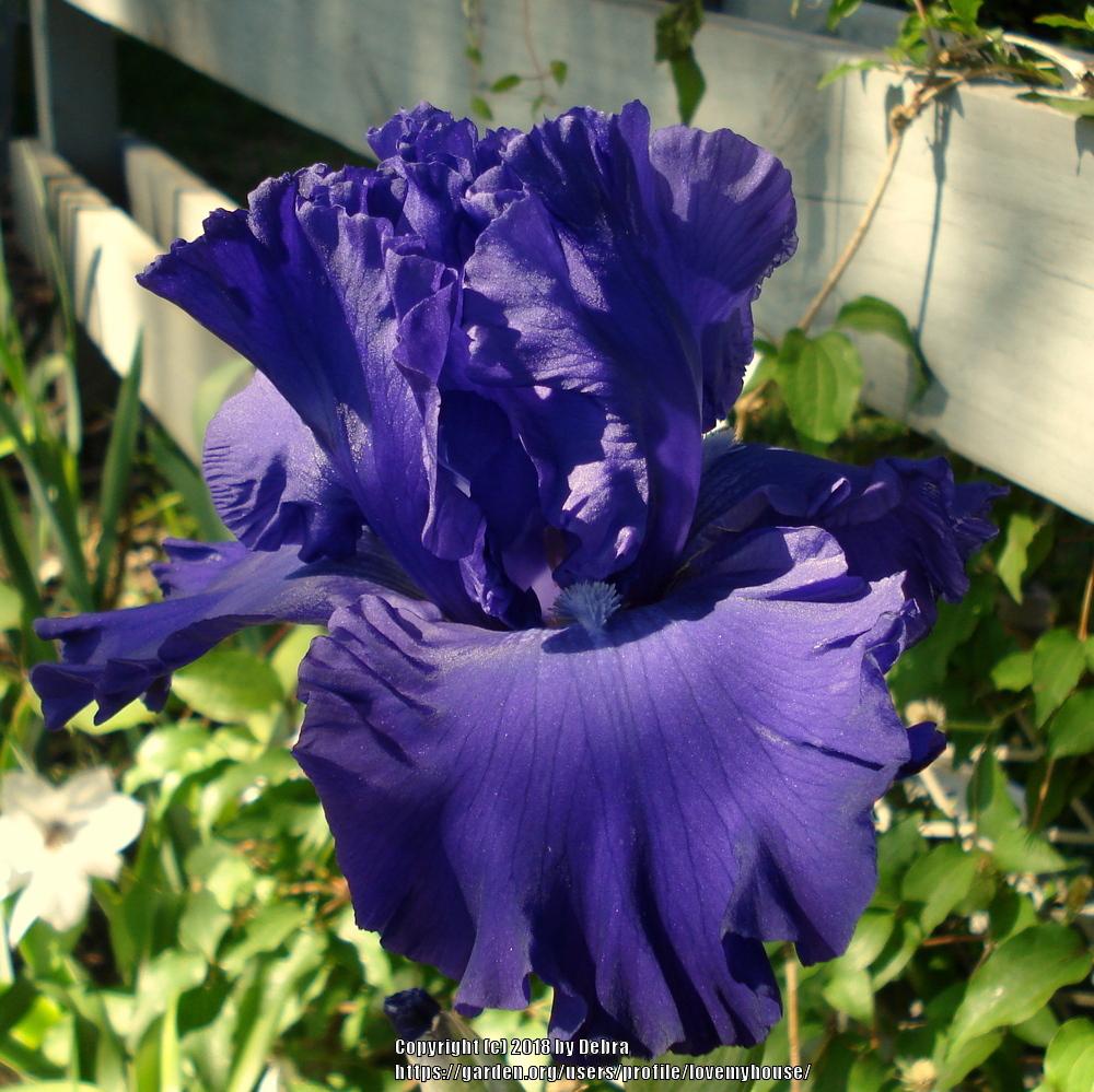 Photo of Tall Bearded Iris (Iris 'North Pacific Seas') uploaded by lovemyhouse