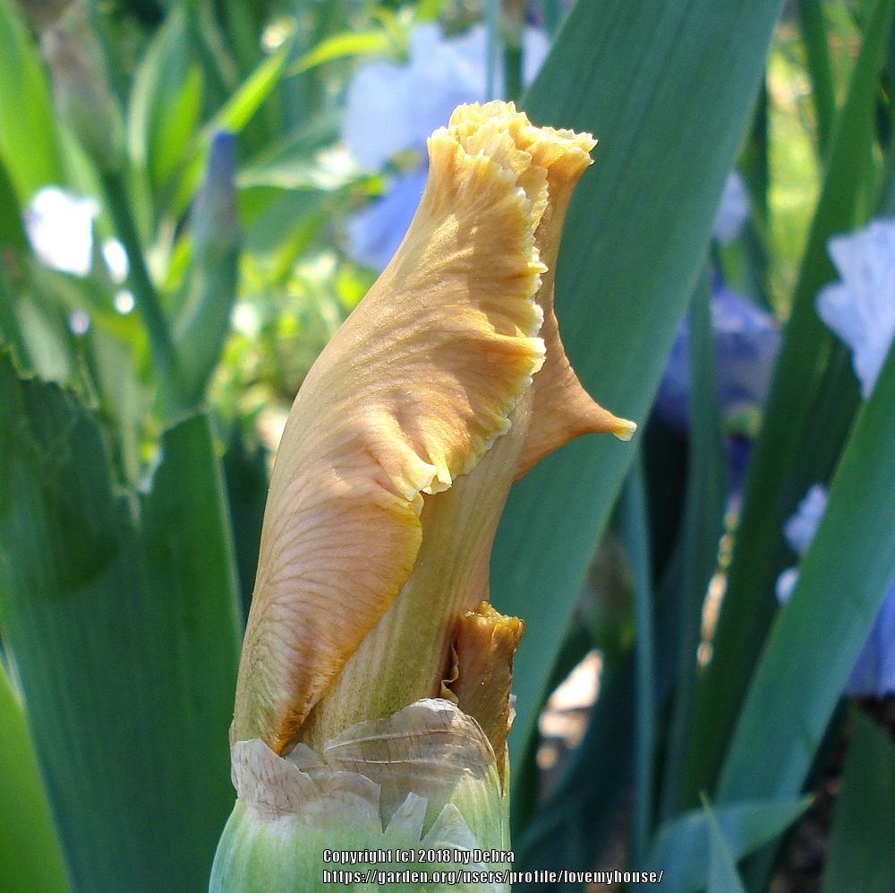 Photo of Tall Bearded Iris (Iris 'English Charm') uploaded by lovemyhouse