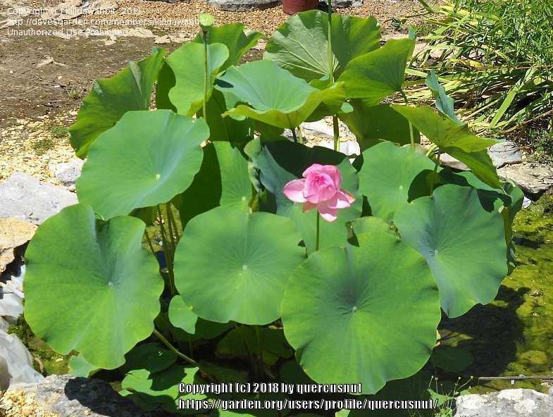 Photo of Sacred Lotus (Nelumbo nucifera) uploaded by quercusnut