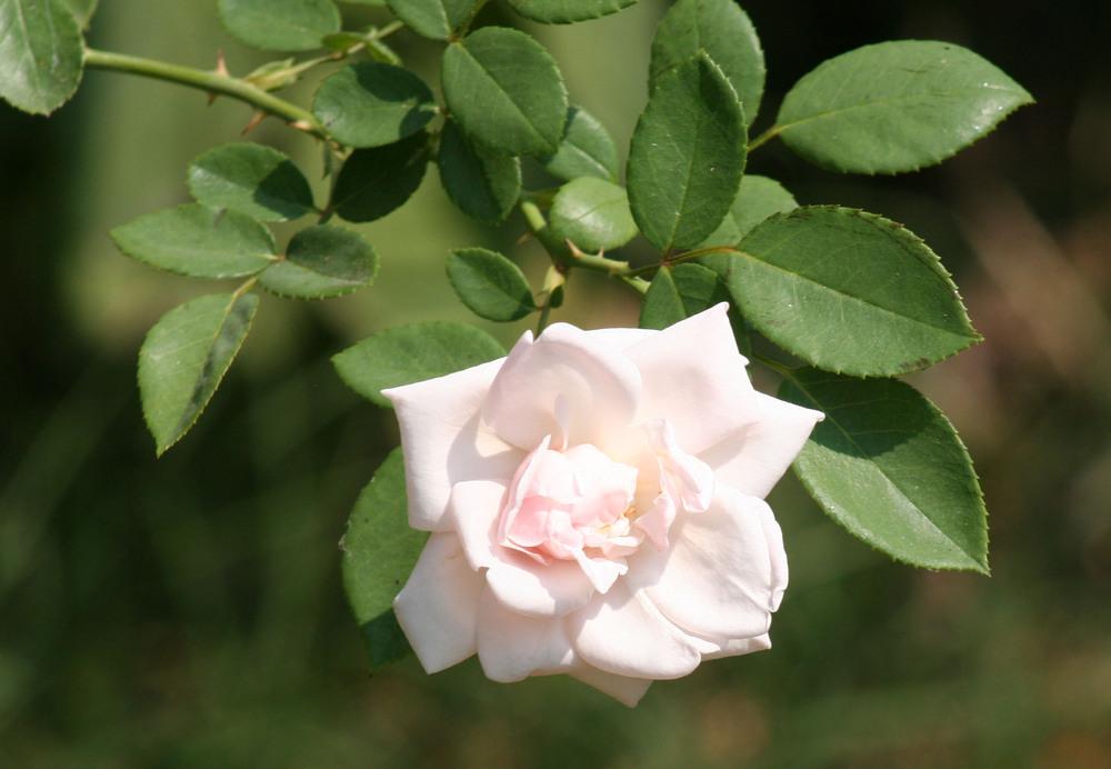 Photo of Roses (Rosa) uploaded by thomasjones2266