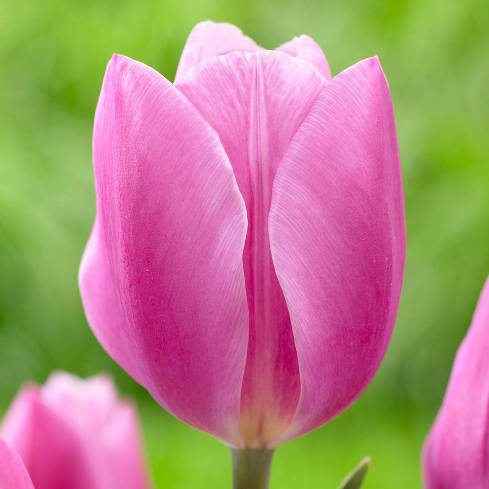 Photo of Tulip (Tulipa 'Early Glory') uploaded by Joy
