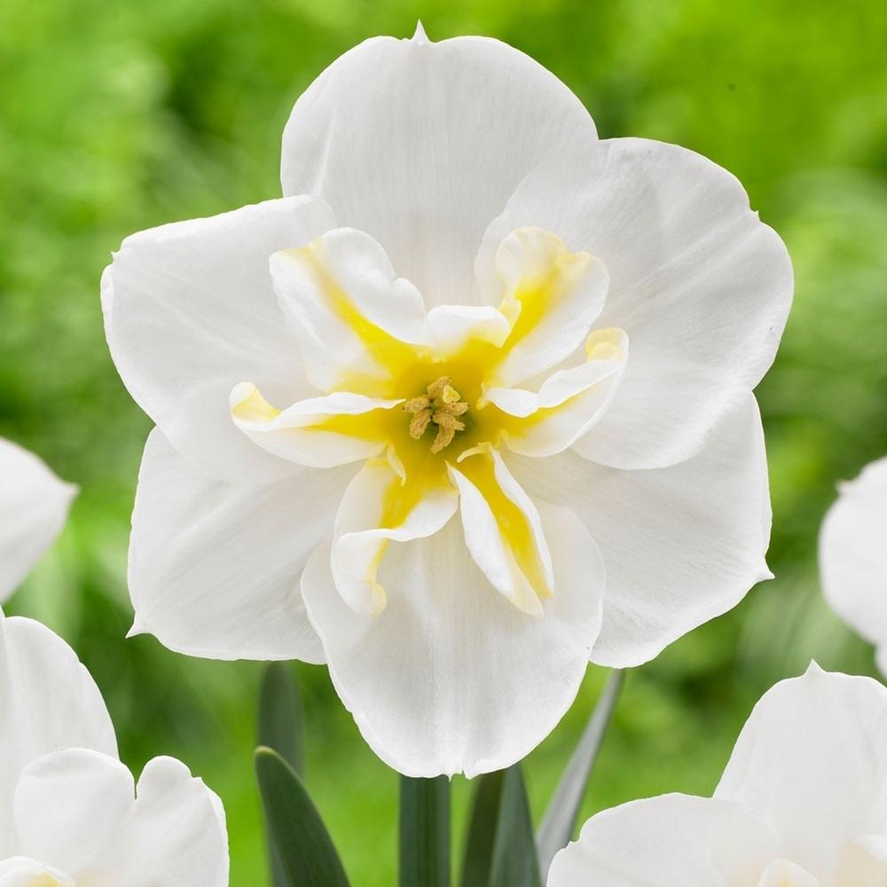 Photo of Split-Cupped Papillon Daffodil (Narcissus 'Lemon Beauty') uploaded by Joy