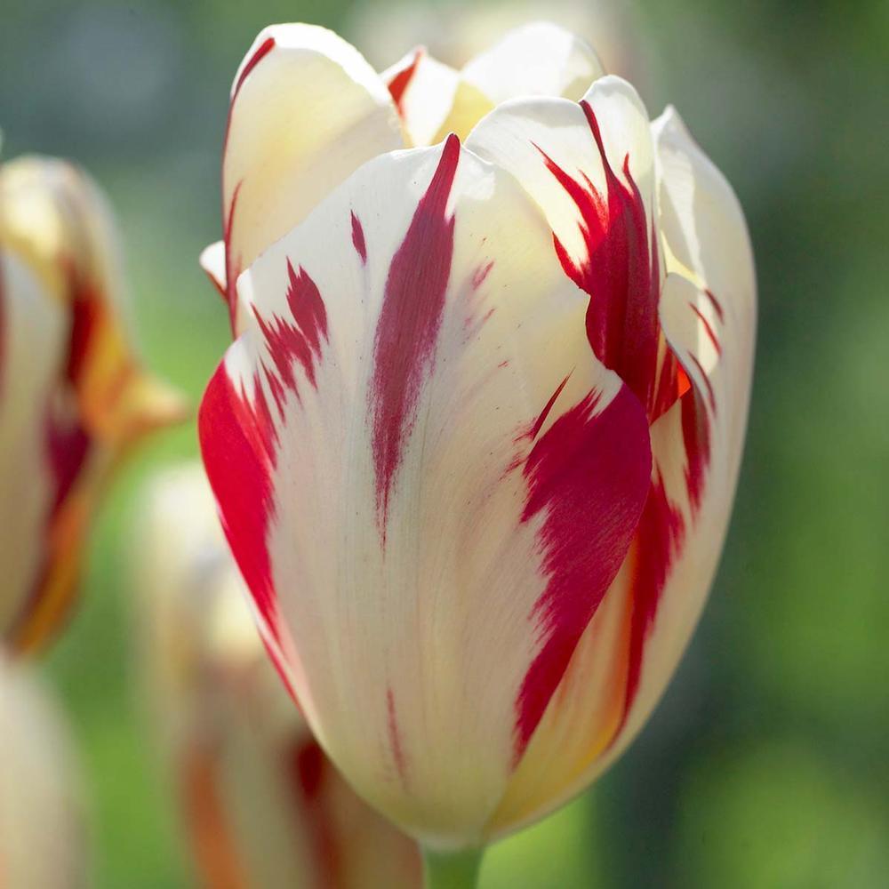 Photo of Triumph Tulip (Tulipa 'Grand Perfection') uploaded by Joy