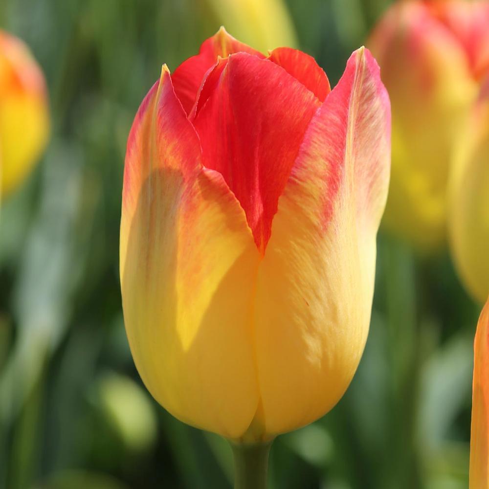 Photo of Triumph Tulip (Tulipa 'Suncatcher') uploaded by Joy