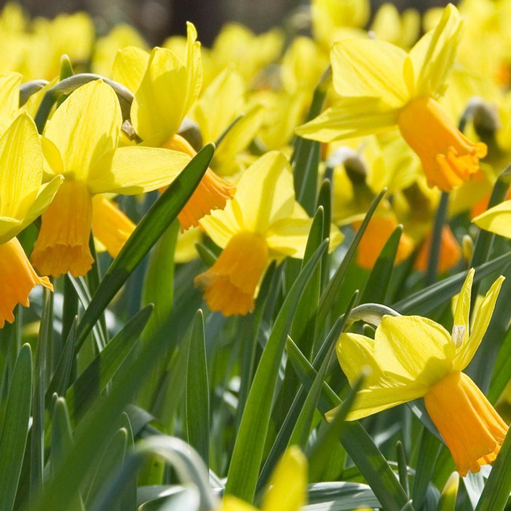 Photo of Cyclamineus Daffodil (Narcissus 'Jetfire') uploaded by Joy