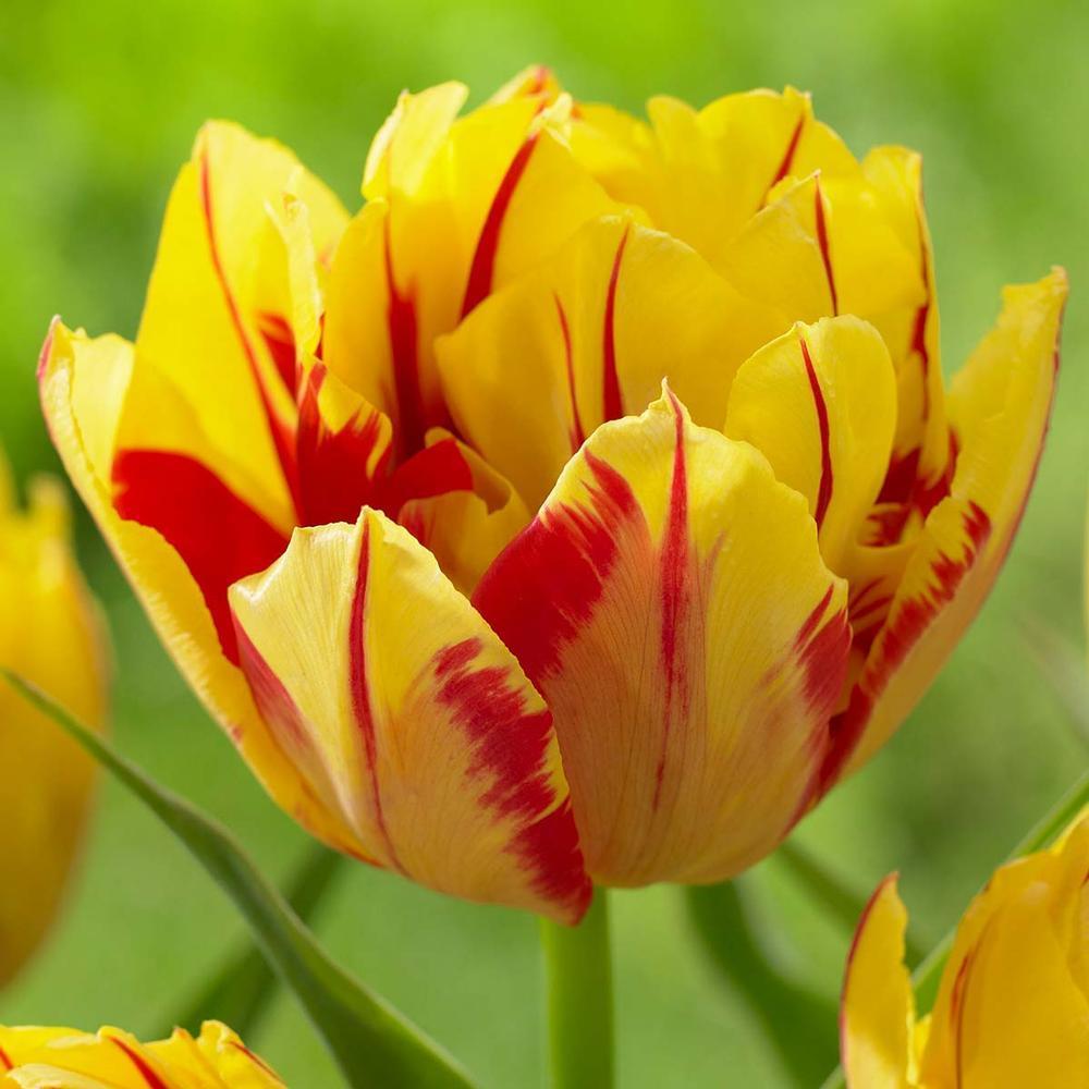 Photo of Double Early Tulip (Tulipa 'Monsella') uploaded by Joy