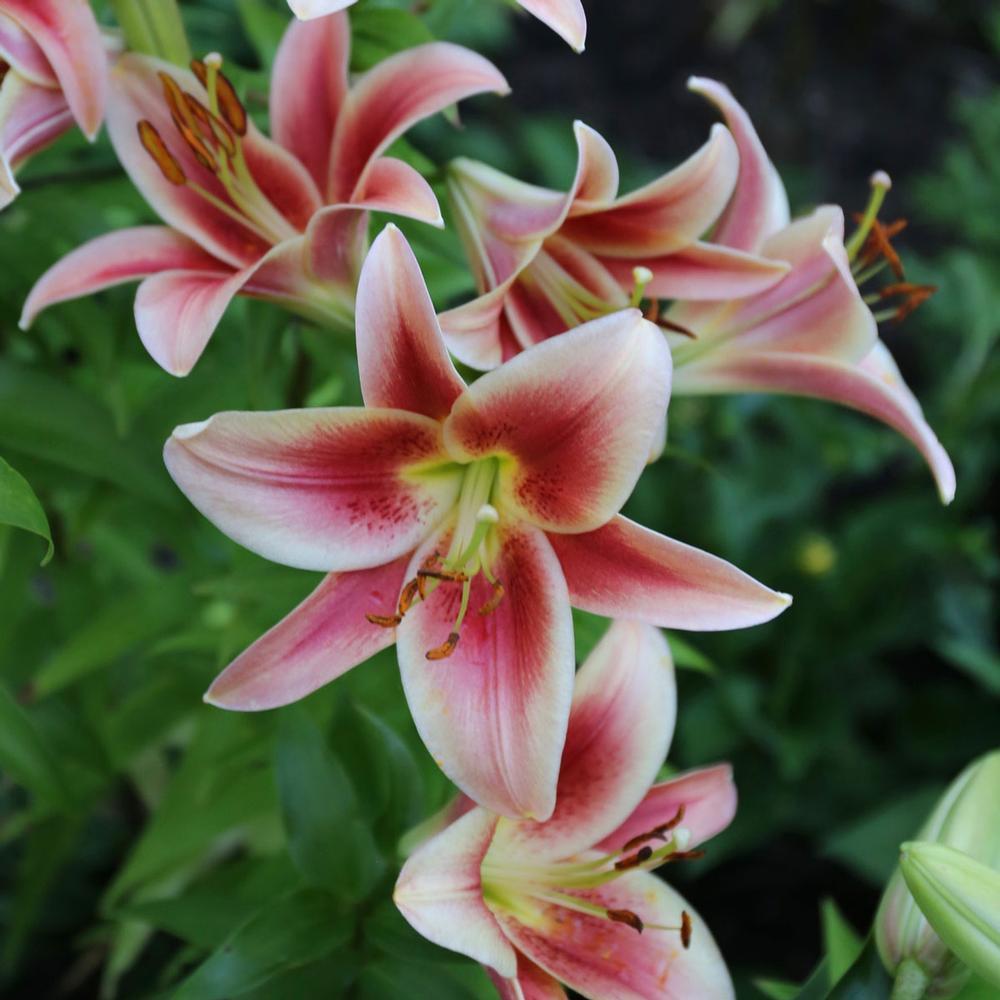 Photo of Lily (Lilium 'Lavon') uploaded by Joy