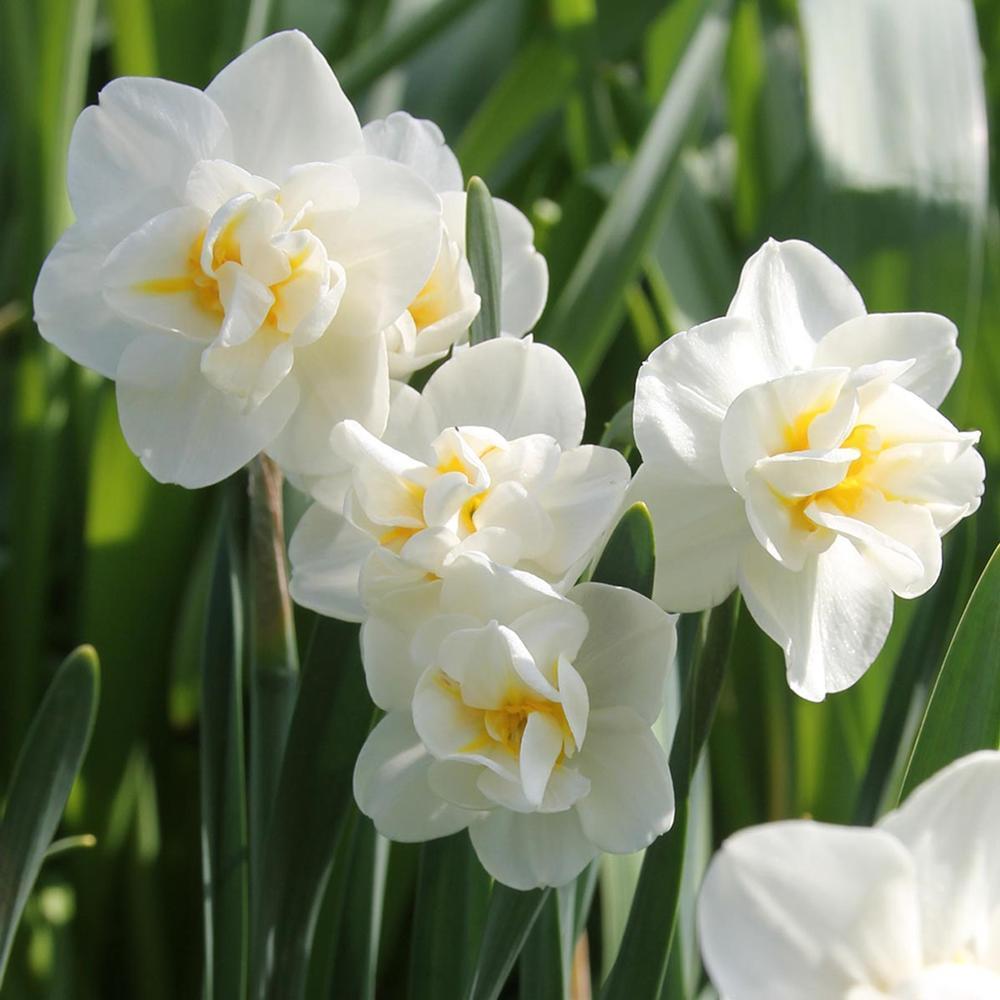 Photo of Double Daffodil (Narcissus 'Cheerfulness') uploaded by Joy