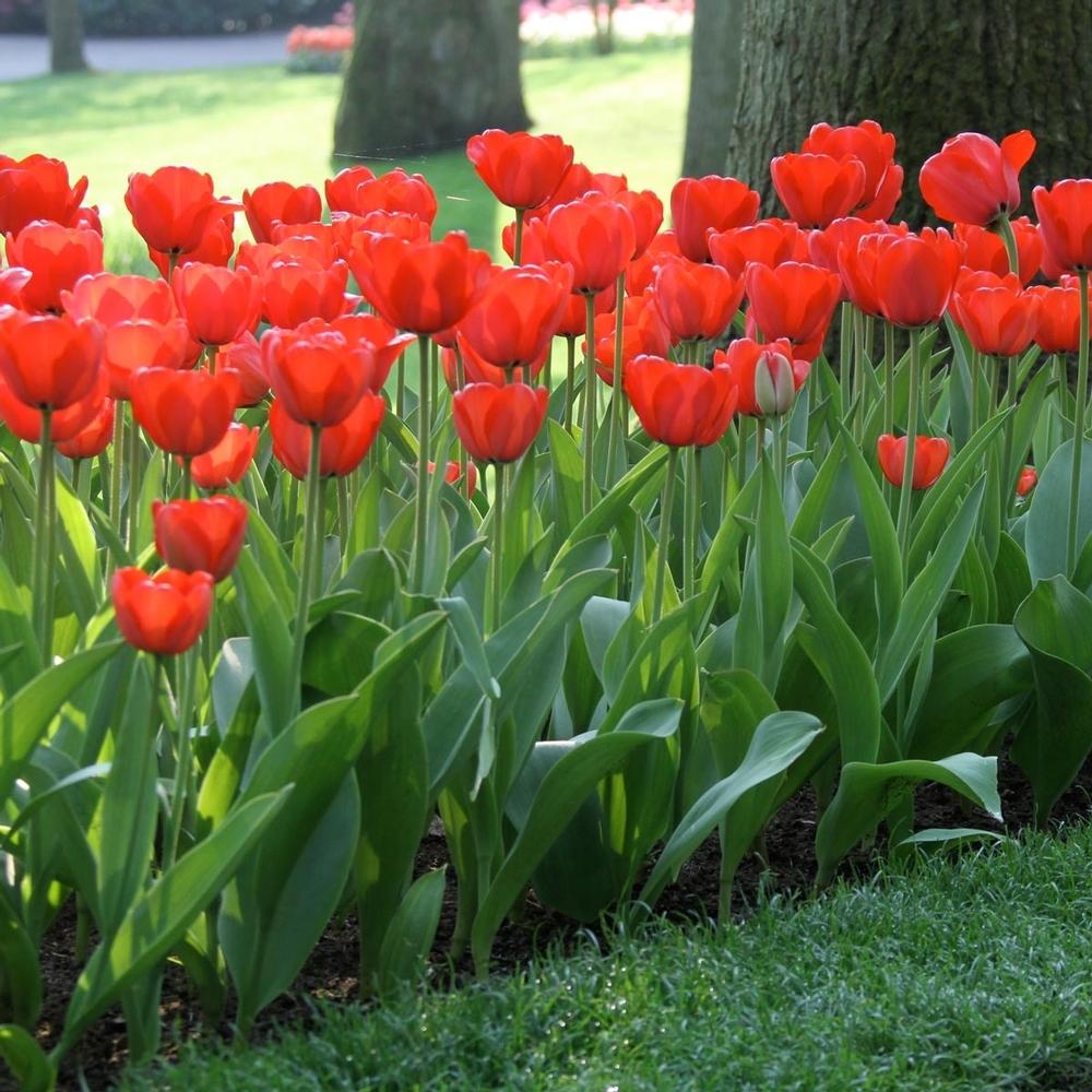 Photo of Darwin Hybrid Tulip (Tulipa 'Red Impression') uploaded by Joy