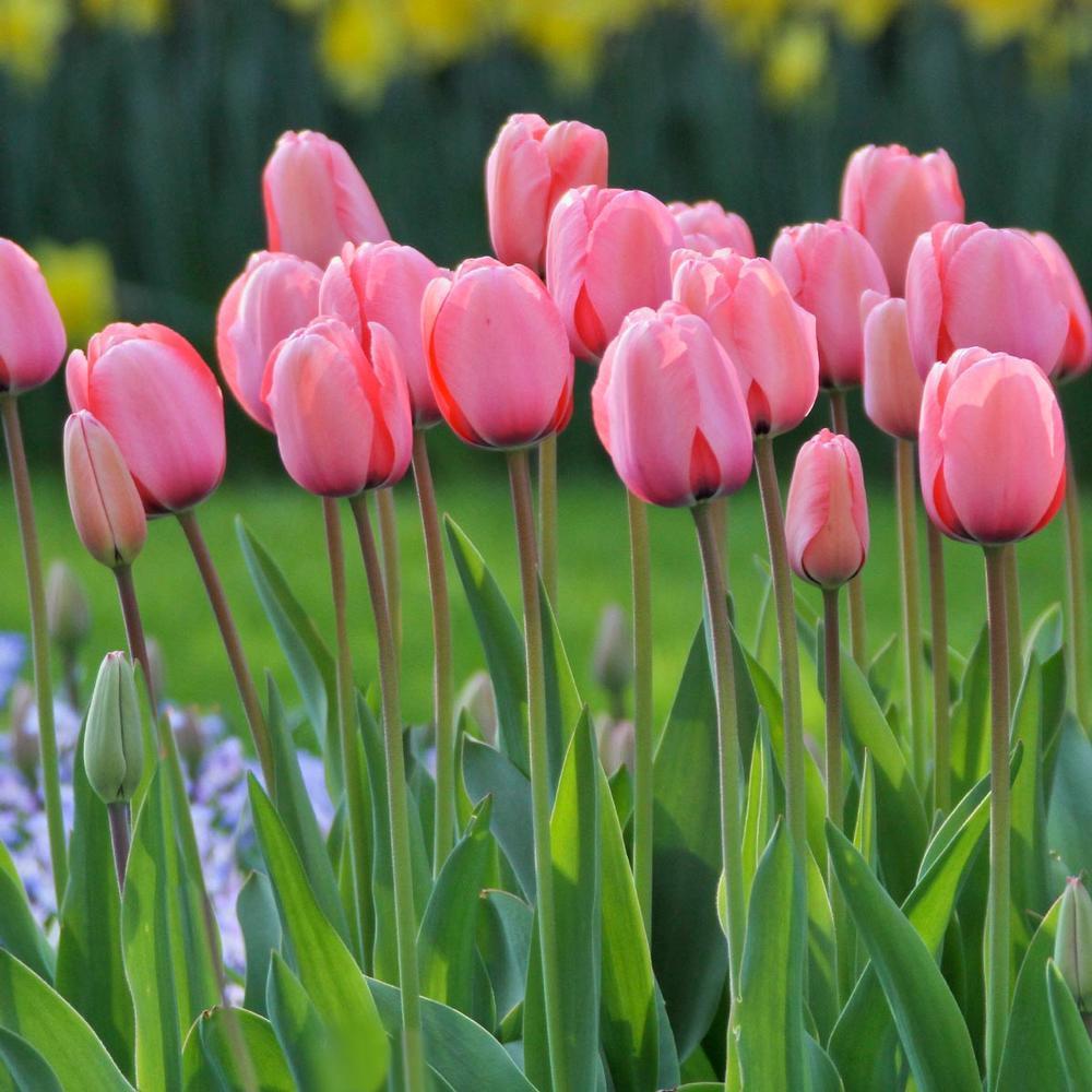 Photo of Darwin Hybrid Tulip (Tulipa 'Pink Impression') uploaded by Joy