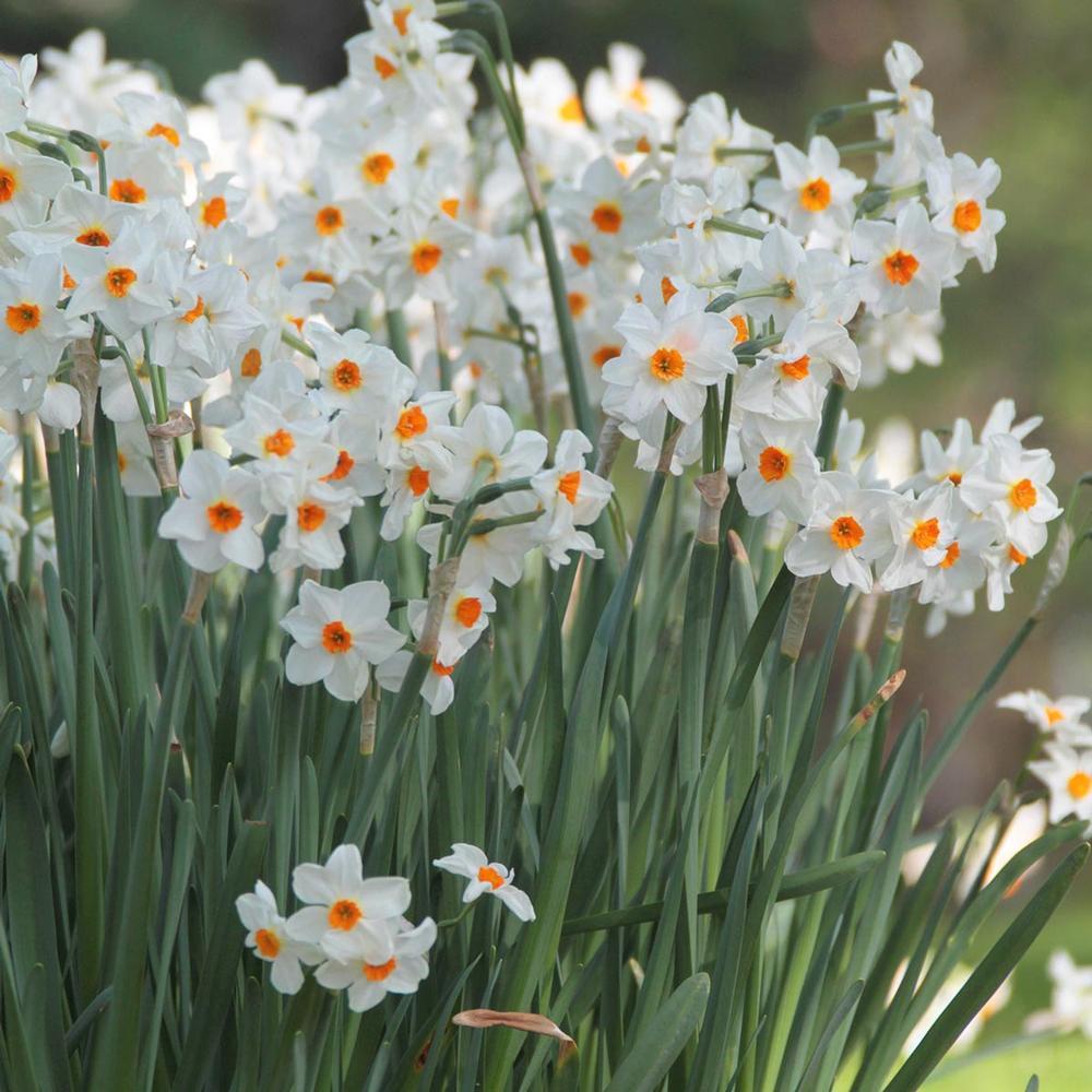 Photo of Tazetta Daffodil (Narcissus 'Cragford') uploaded by Joy