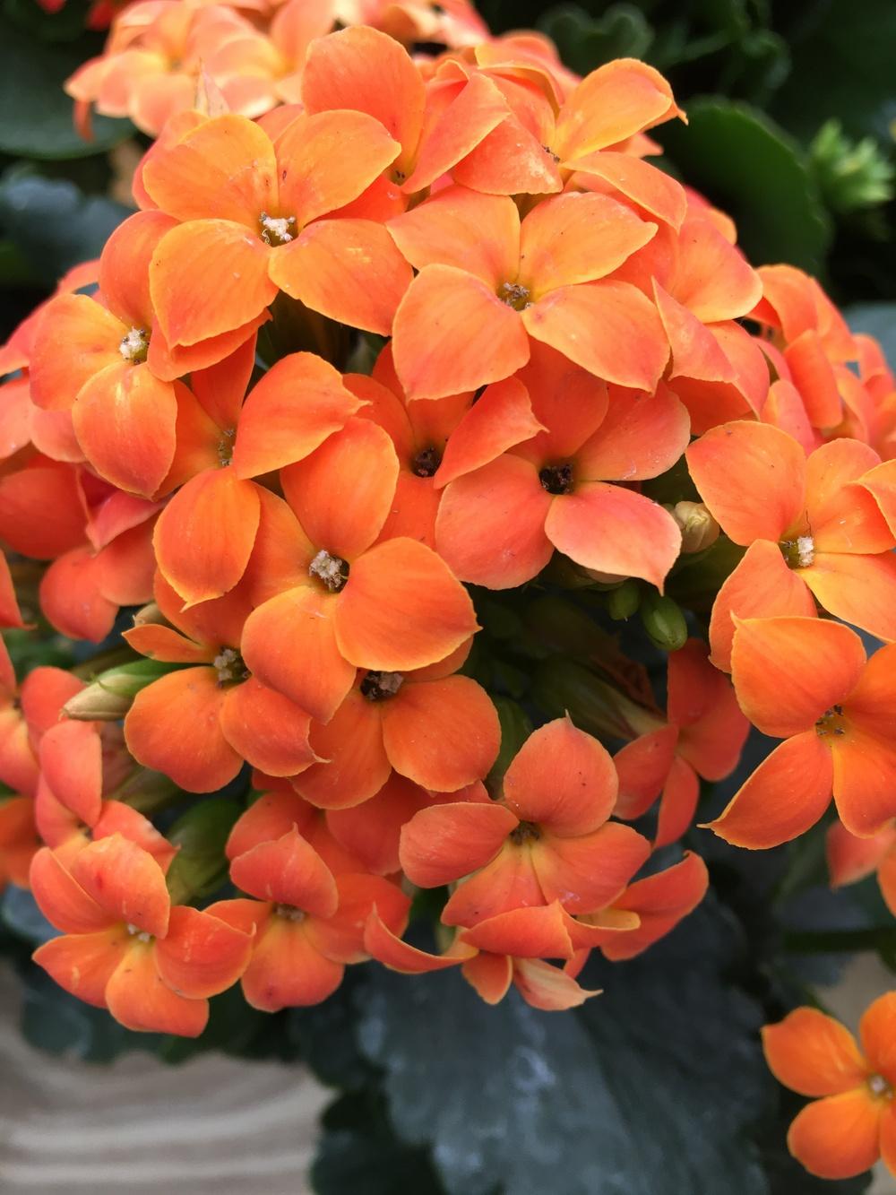 Photo of Kalanchoes (Kalanchoe) uploaded by Lucichar
