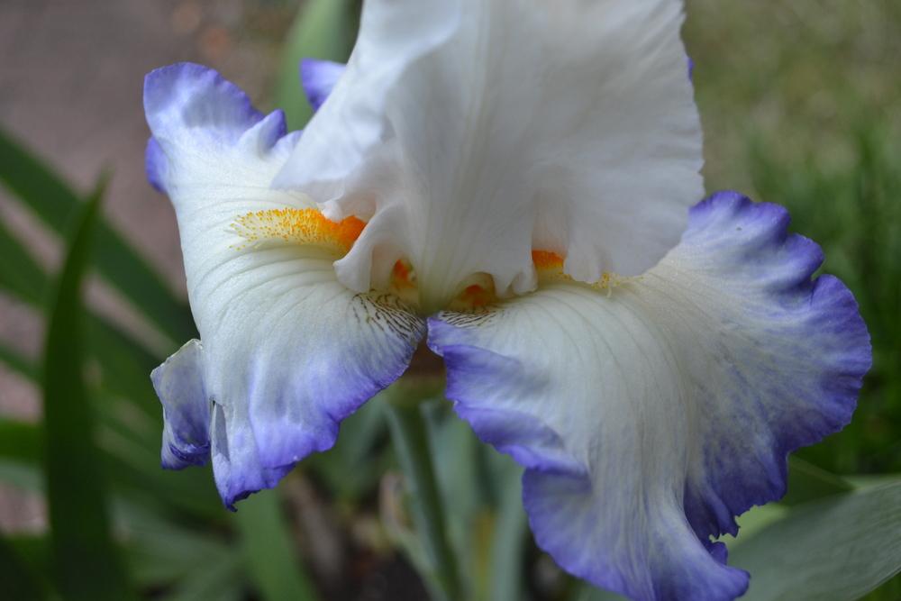 Photo of Tall Bearded Iris (Iris 'Queen's Circle') uploaded by aikenforflowers
