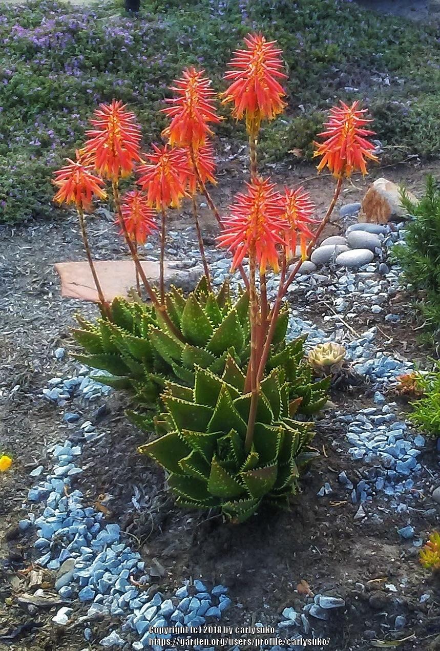 Photo of Aloes (Aloe) uploaded by carlysuko