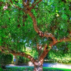 Location: Coastal San Diego County 
Date: 2018-04-12
Backyard birds love this tree