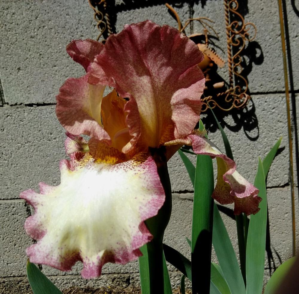 Photo of Tall Bearded Iris (Iris 'Cinnamon Girl') uploaded by cocoajuno