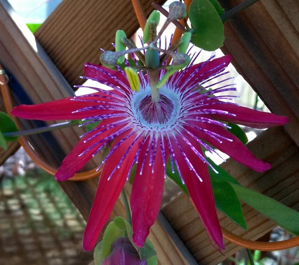 Photo of Passion Flower (Passiflora 'Pura Vida') uploaded by cocoajuno