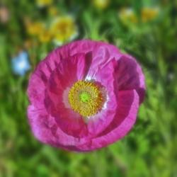 Location: Botanical Gardens of the State of Georgia...Athens, Ga
Date: 2018-04-13
Pink Poppy 017