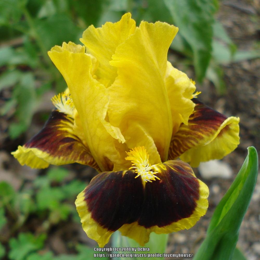 Photo of Standard Dwarf Bearded Iris (Iris 'Ultimate') uploaded by lovemyhouse