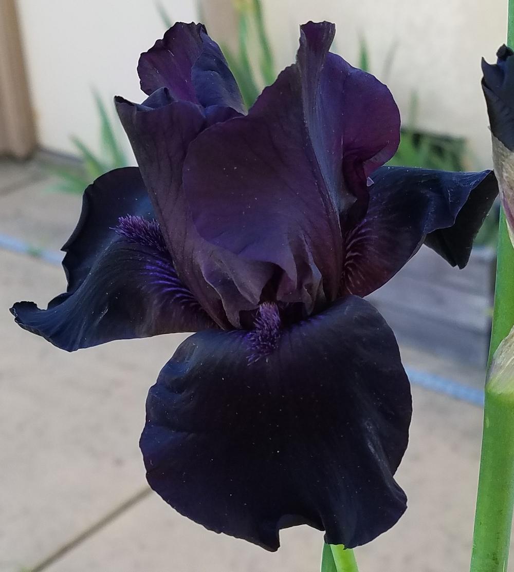 Photo of Tall Bearded Iris (Iris 'Coal Seams') uploaded by mesospunky