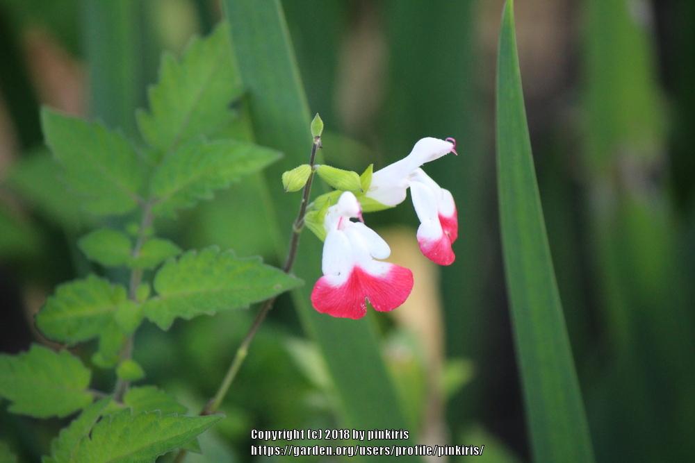 Photo of Blackcurrant Sage (Salvia microphylla 'Hot Lips') uploaded by pinkiris