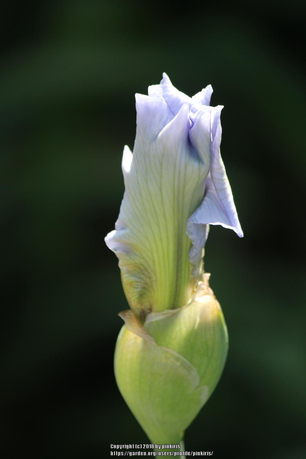 Photo of Tall Bearded Iris (Iris 'Blue Kentucky Girl') uploaded by pinkiris