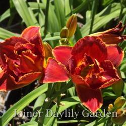 
Date: 2016-05-06
Photo courtesy of Joiner Daylily Garden