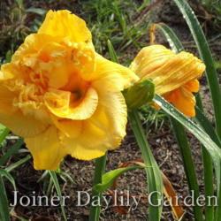 
Date: 2016-06-07
Photo courtesy of Joiner Daylily Garden