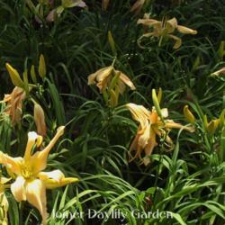 
Date: 2017-05-25
Photo courtesy of Joiner Daylily Garden