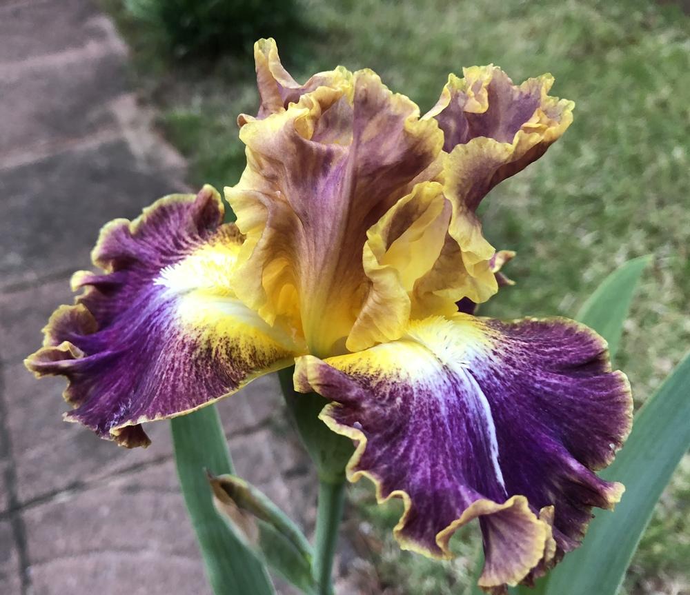 Photo of Tall Bearded Iris (Iris 'High Master') uploaded by aikenforflowers
