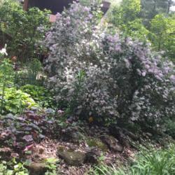 Location: Akron, OH
Date: 2017-05-14
Mature shrub, always a heavy bloomer