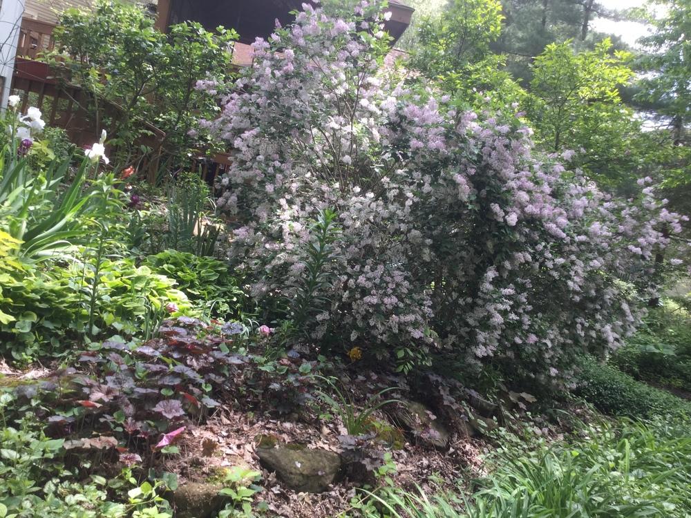 Photo of Manchurian Lilac (Syringa pubescens subsp. patula 'Miss Kim') uploaded by carpathiangirl