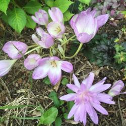 Location: Akron, OH
Date: 2017-09-19
Waterlily together with single Colchicums
