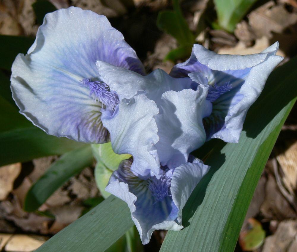 Photo of Standard Dwarf Bearded Iris (Iris 'Bombay Sapphire') uploaded by janwax