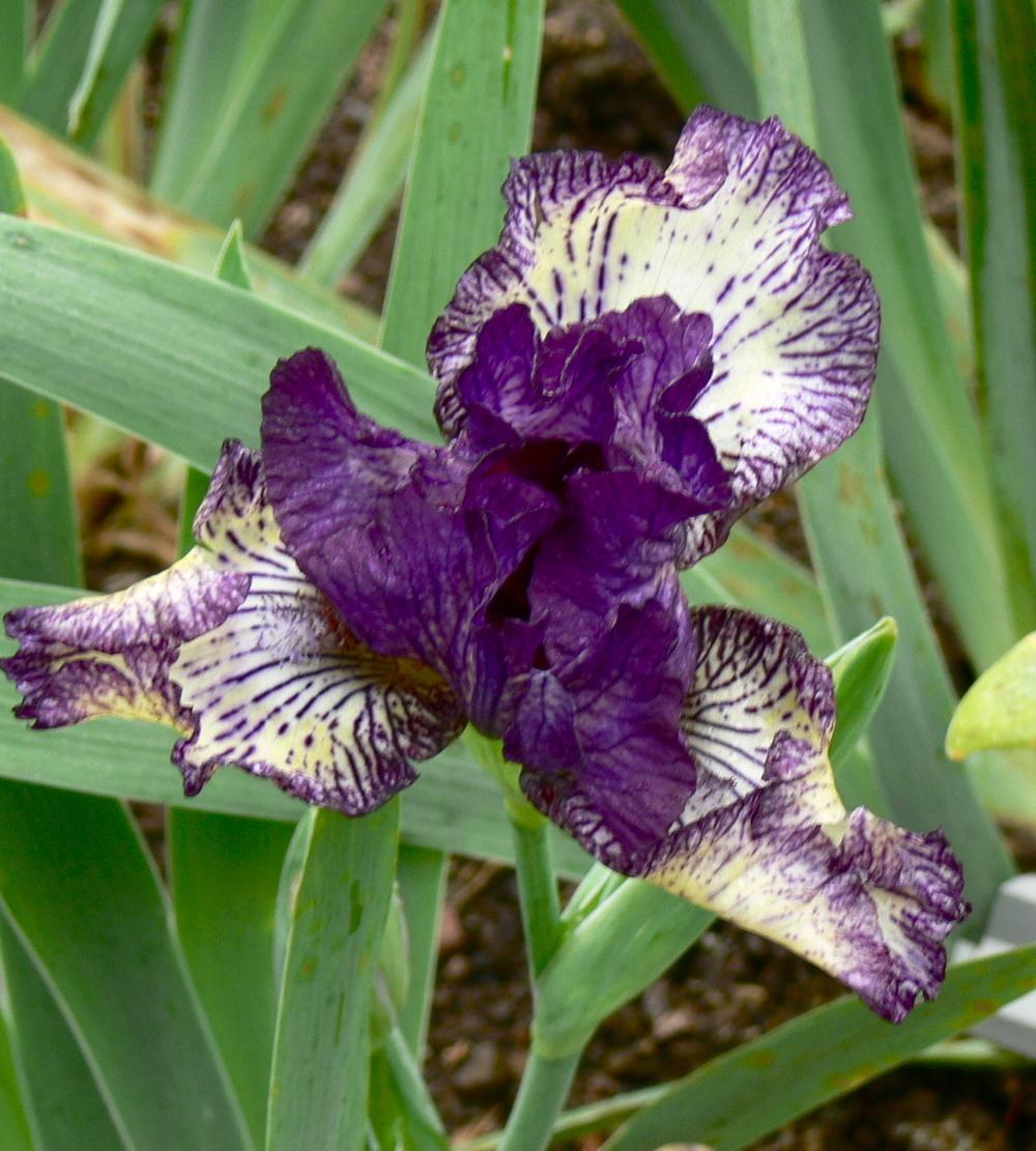 Photo of Intermediate Bearded Iris (Iris 'Fall Line') uploaded by janwax