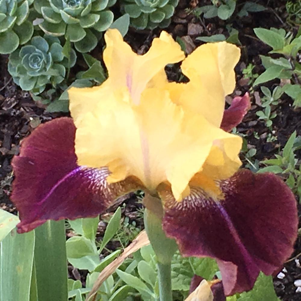 Photo of Tall Bearded Iris (Iris 'Ziggy') uploaded by lilpod13