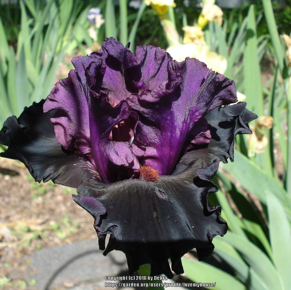 Photo of Tall Bearded Iris (Iris 'Saturn') uploaded by lovemyhouse