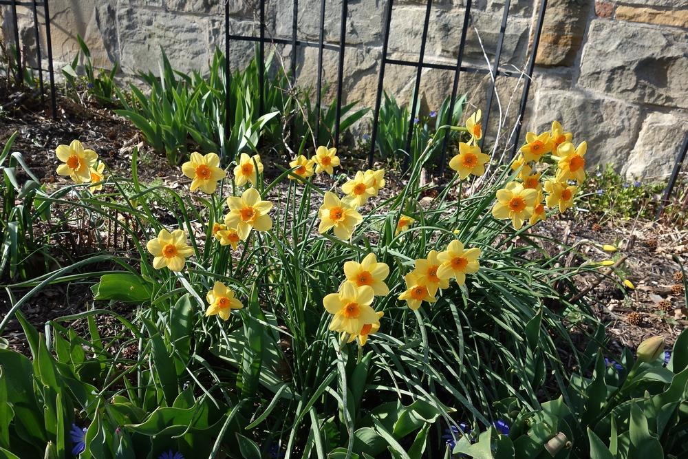 Photo of Jonquilla Daffodil (Narcissus 'Kedron') uploaded by mantisOH