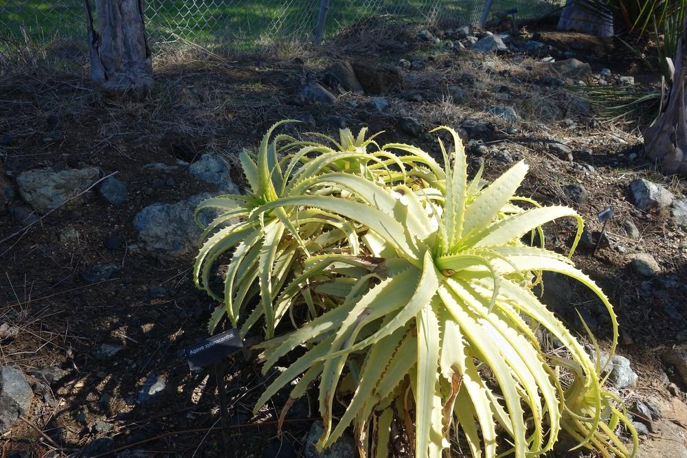 Photo of Krantz Aloe (Aloe arborescens) uploaded by mantisOH