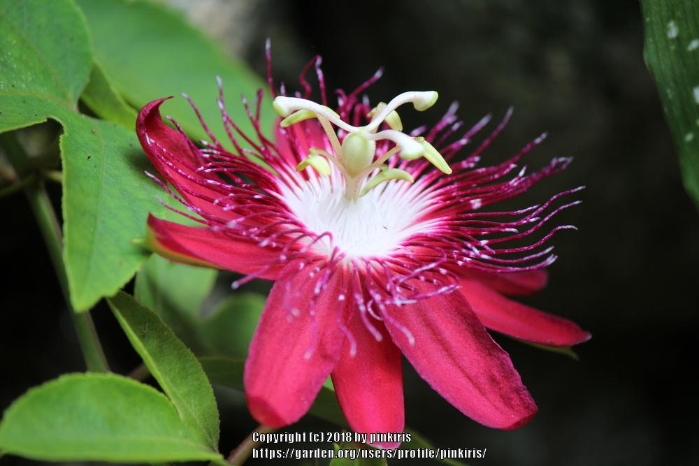 Photo of Passion Flower (Passiflora 'Lady Margaret') uploaded by pinkiris