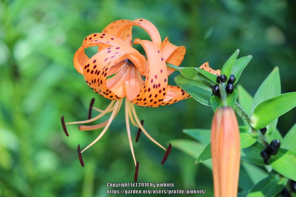 Photo of Double Tiger Lily (Lilium lancifolium 'Flore Pleno') uploaded by pinkiris
