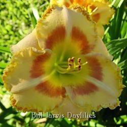 
Photo courtesy of Bill Jarvis Daylilies