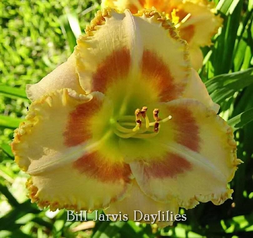 Photo of Daylily (Hemerocallis 'Sun Kisses') uploaded by DaylilySLP